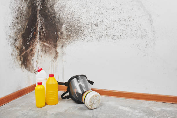 Best Water Damage Restoration  in Frankston, TX