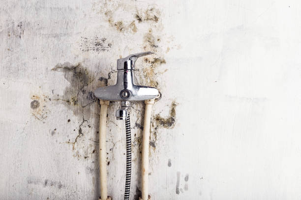 Best Professional Mold Removal  in Frankston, TX