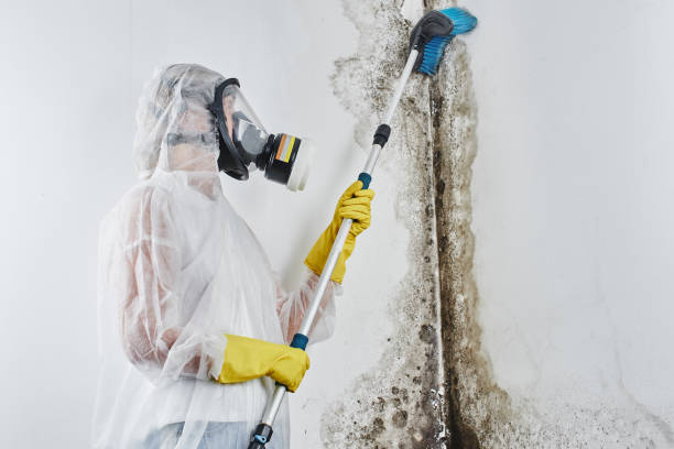 Best Commercial Mold Removal  in Frankston, TX