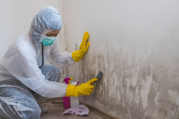Best Emergency Mold Removal  in Frankston, TX