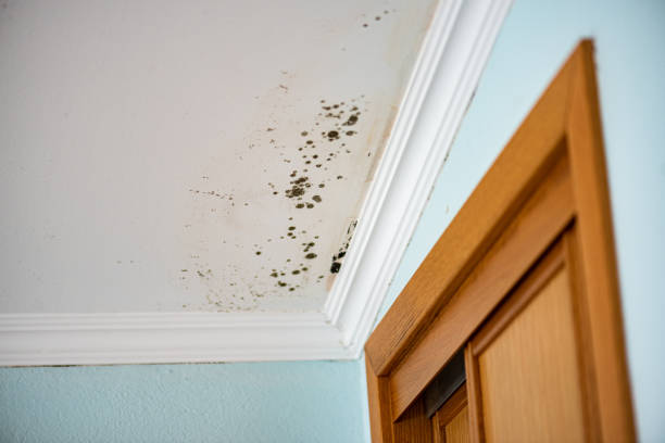 Best Local Mold Removal Service  in Frankston, TX