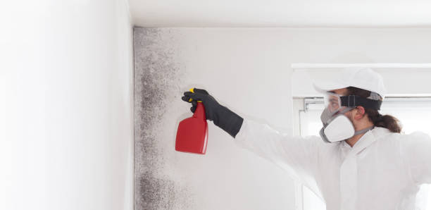 Mold Removal and Inspection in Frankston, TX
