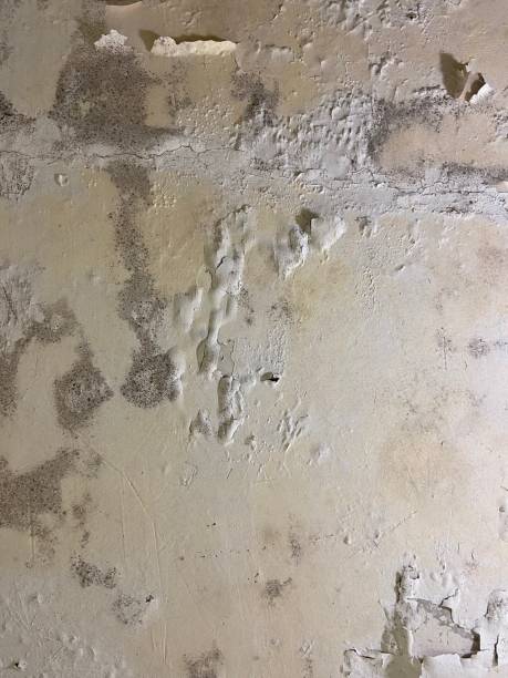 Mold Testing and Removal in Frankston, TX