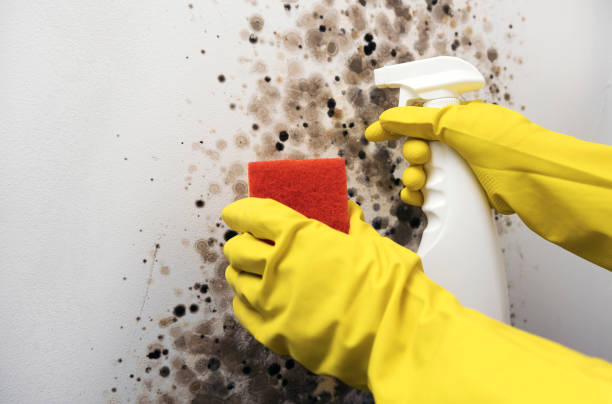 Mold Removal and Inspection in Frankston, TX