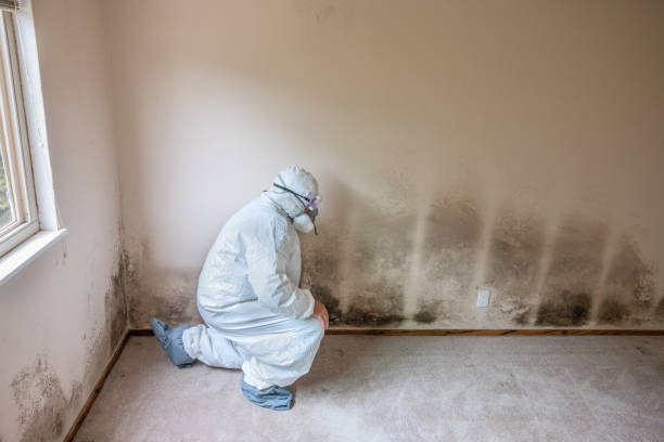 Office Mold Removal Services in Frankston, TX
