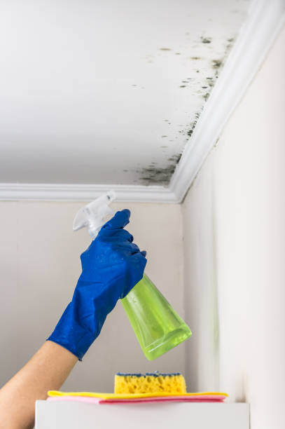 Best Mold Damage Repair  in Frankston, TX